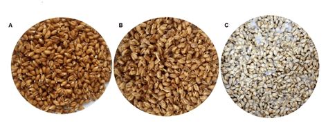 malted wheat vs malt.